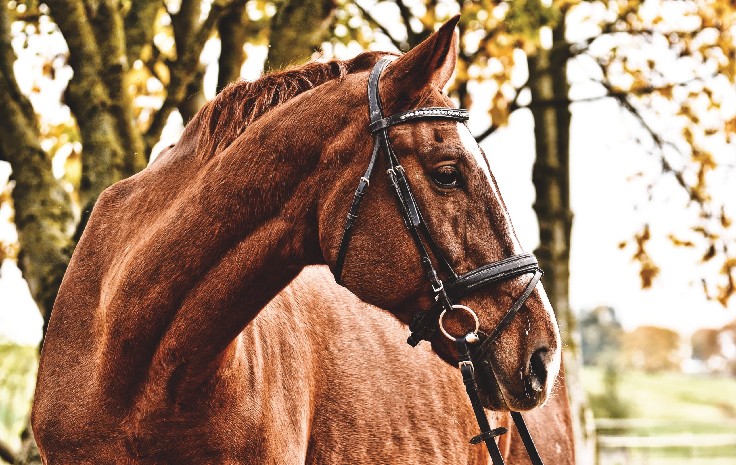 How do you value horses within your business?