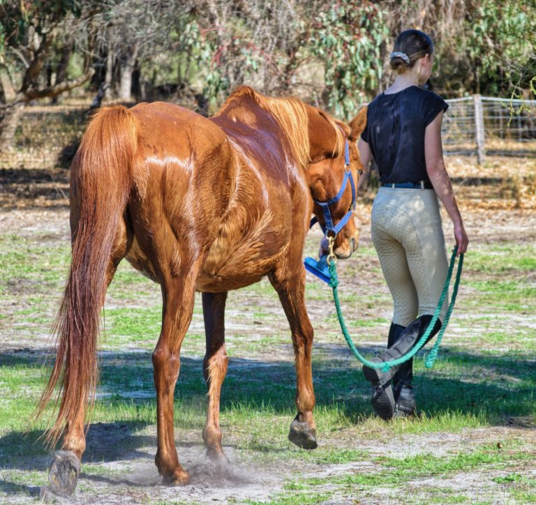 If I take on a groom are they employed or self employed