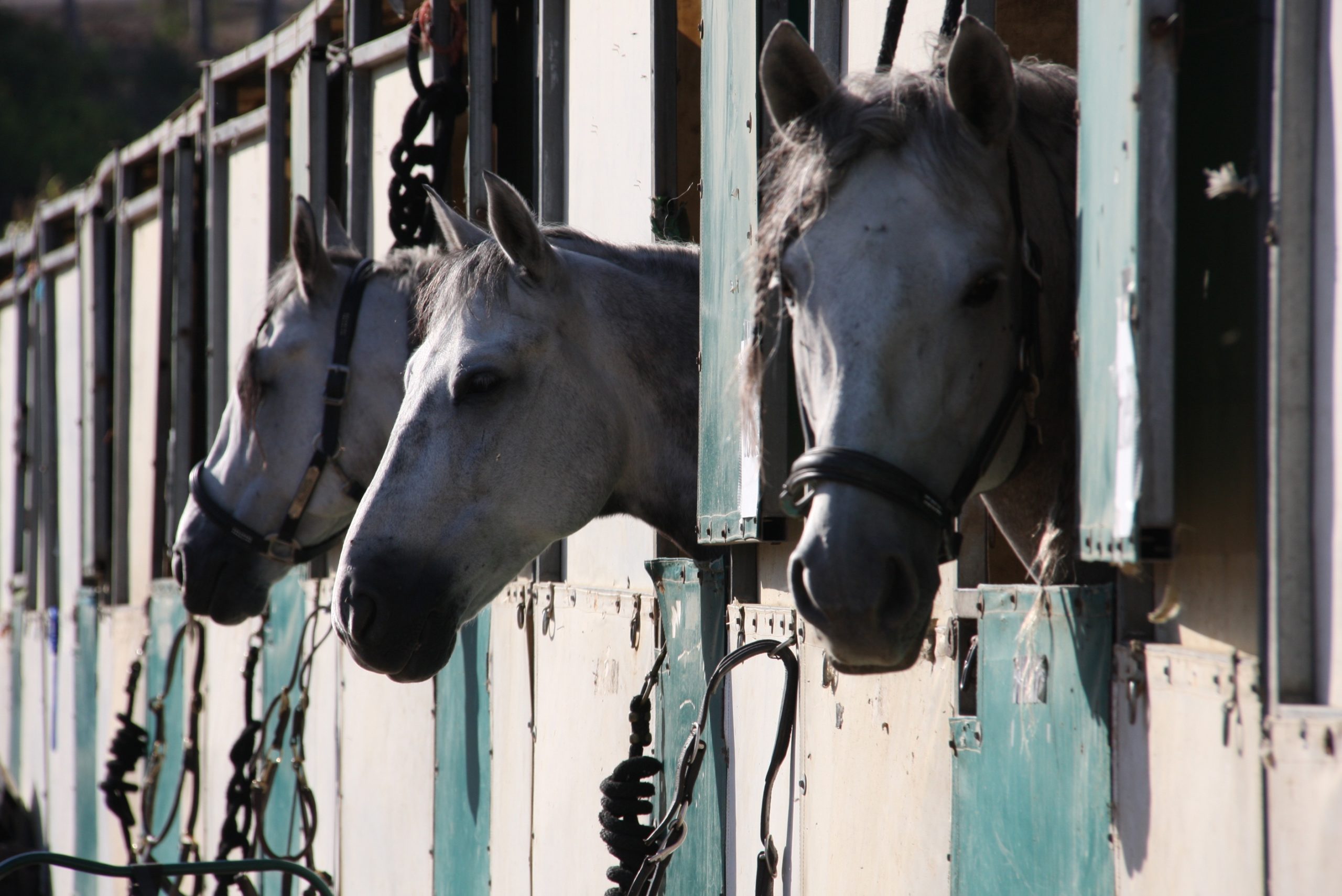 horses in stables